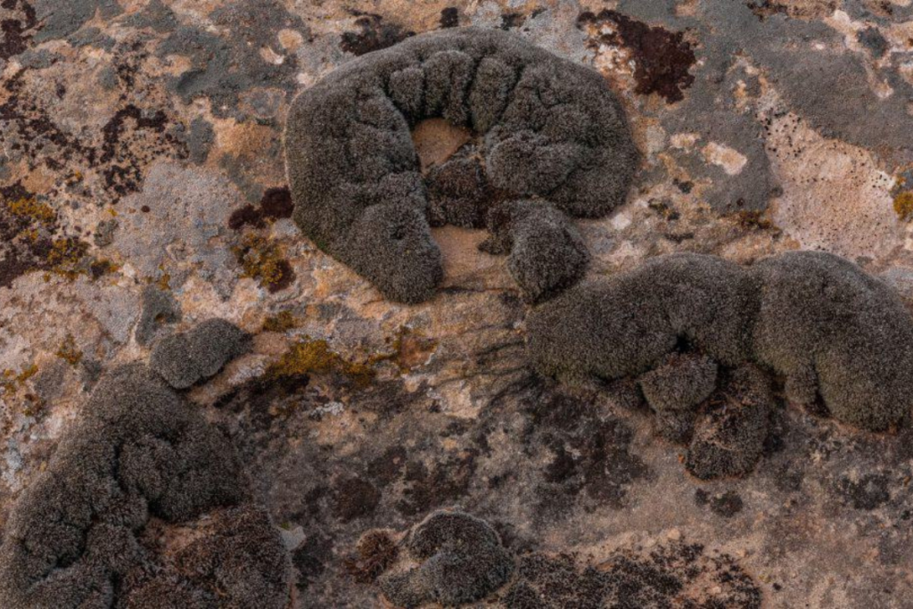 Na Terra foi identificada uma planta com potencial para sobreviver em Marte.